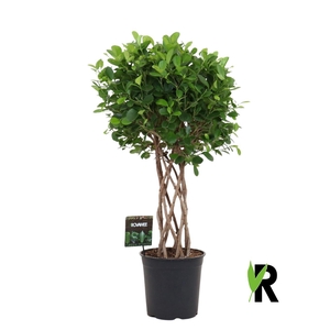 Ficus microcarpa 'Moclame'