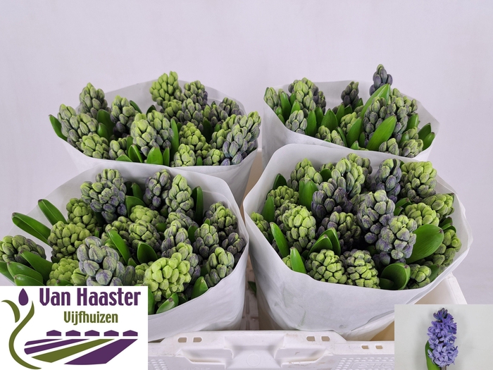 <h4>HYAC DELFT BLUE</h4>