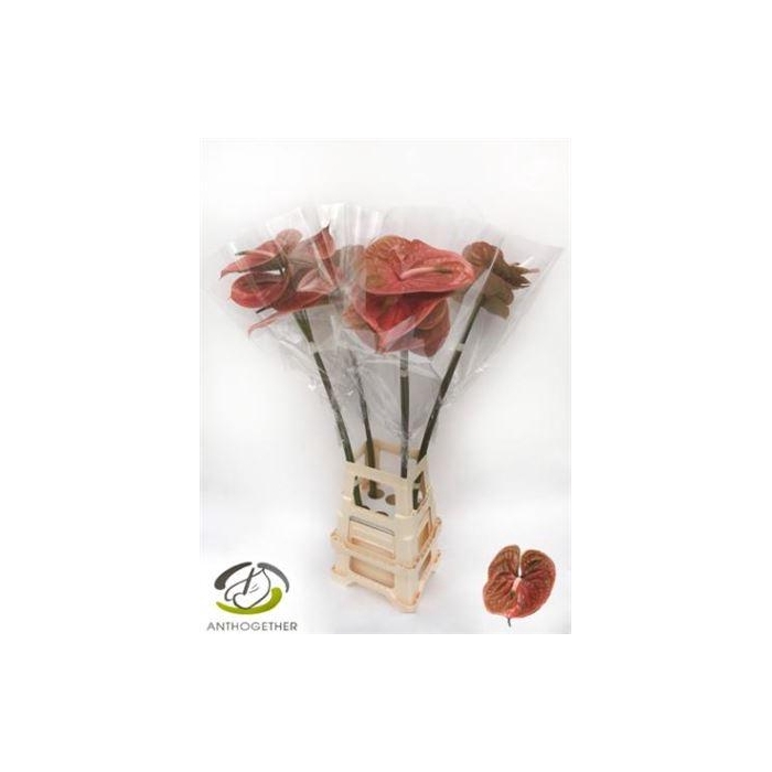 <h4>Anth A Cognac</h4>