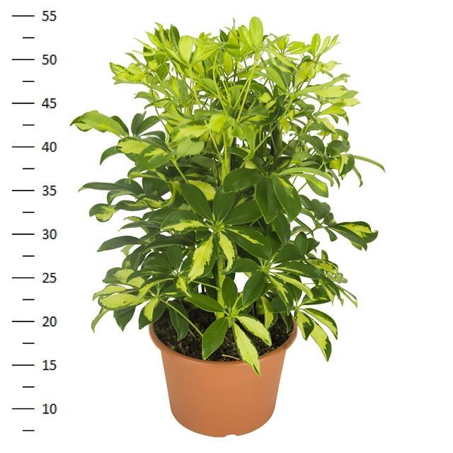 Schefflera arb. Gerda 21Ø 50cm 3pp