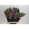 Antirrhinum Potomac Lavender