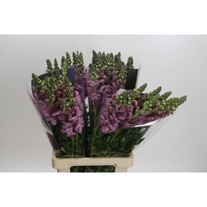 Antirrhinum Potomac Lavender