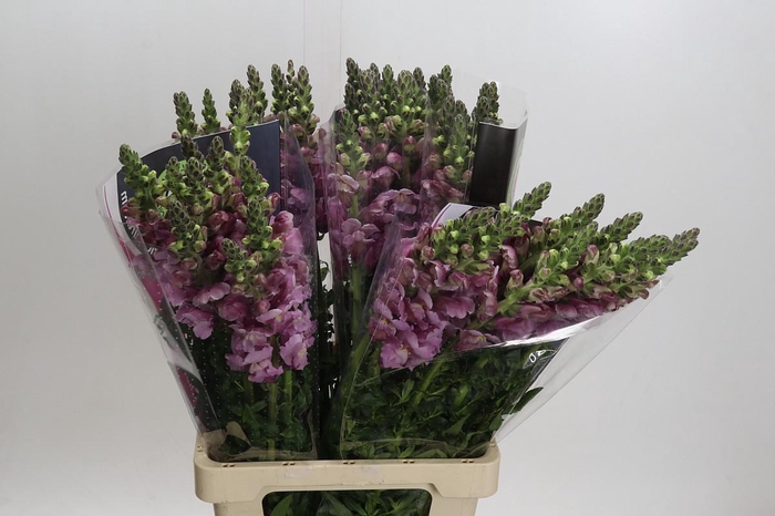 <h4>Antirrhinum Potomac Lavender</h4>