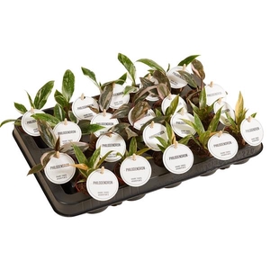 Philodendron overig