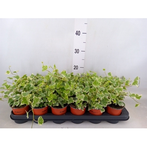 Hedera helix 'White Wonder'