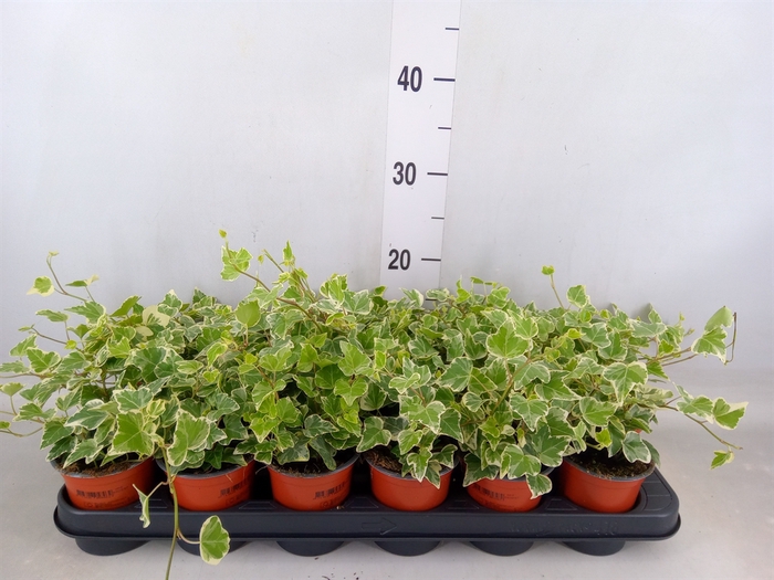 <h4>Hedera helix 'White Wonder'</h4>