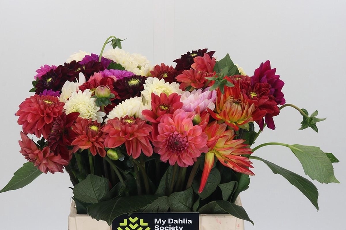 <h4>Dahlia Gemengd in bos</h4>