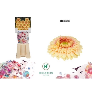 Germini Pomponi Bebob Diamond