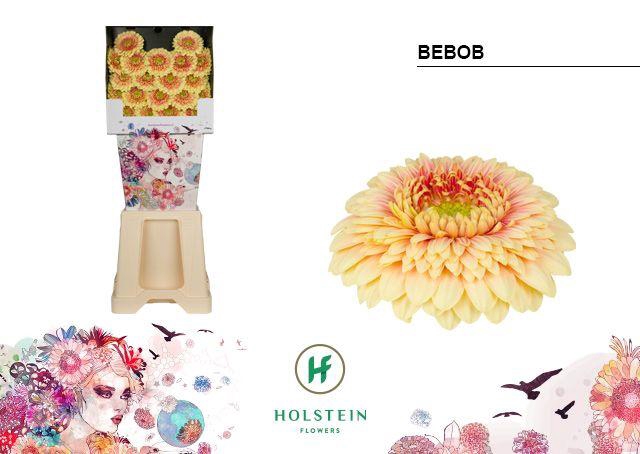 <h4>Ge Bv Pom Bebob</h4>