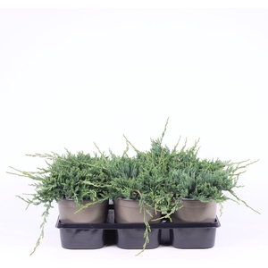 Juniperus Wiltonii