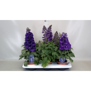 Delphinium grand.