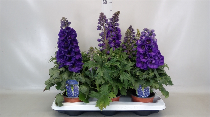 <h4>Delphinium grand.</h4>