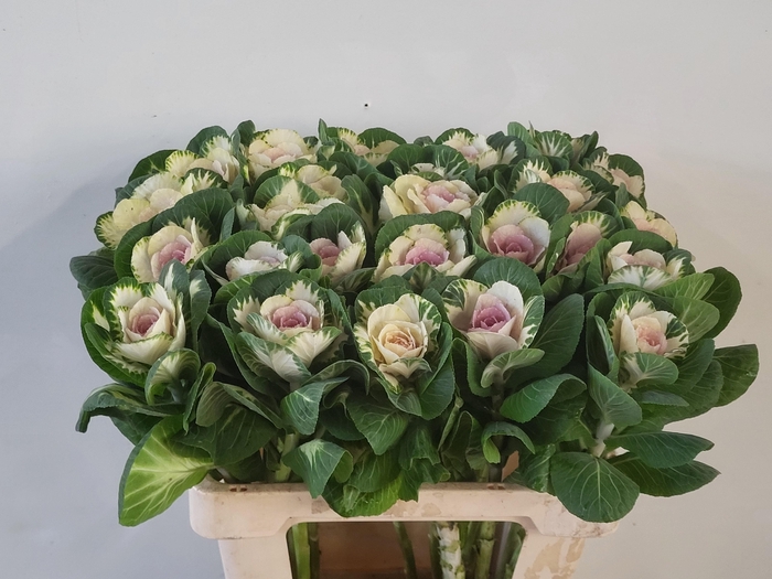 <h4>BRASS WHITE CRANE</h4>