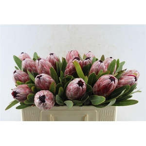 Protea Pink Ice
