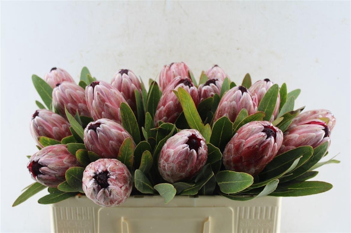 <h4>Protea Pink Ice</h4>