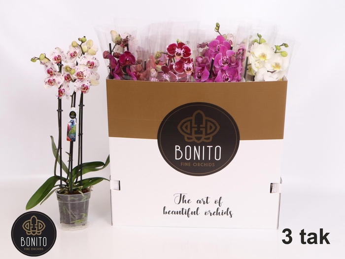 <h4>PHAL GEM 5 KL</h4>