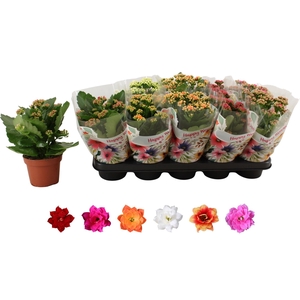 KALAN CALAN MIX ROSALINA P12