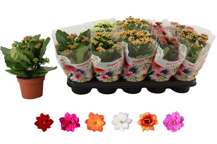 <h4>KAL GE RO GEM 6 KL</h4>