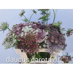 Daucus Carota Dara