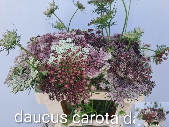 <h4>Daucus Carota Dara</h4>