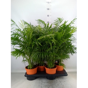 Chamaedorea elegans