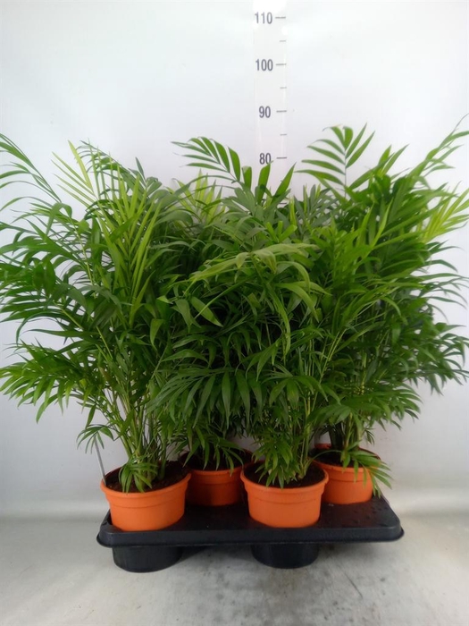 <h4>Chamaedorea elegans</h4>