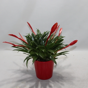 Vriesea Multiflower Conchita Rood Coco
