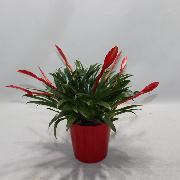<h4>Vriesea Multiflower Conchita Rood Coco</h4>