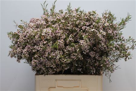 <h4>Chamelauc Mb Orchid</h4>