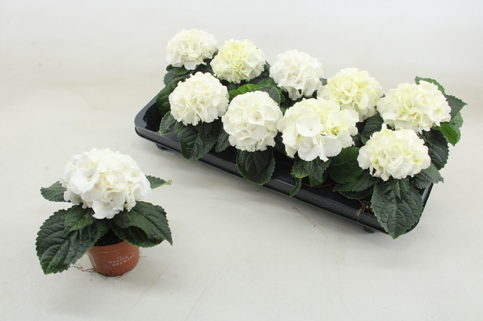 <h4>HYDR M HI ICE</h4>