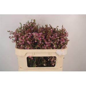 Chamelaucium Adi Pink