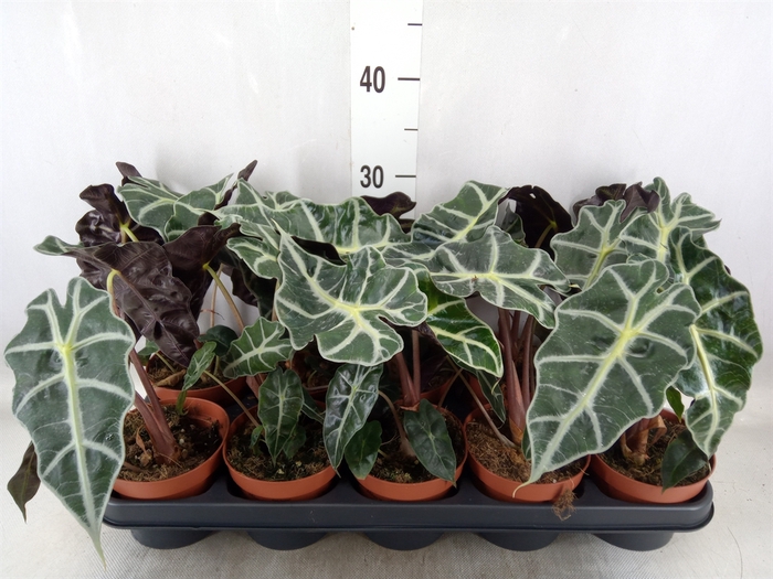 <h4>Alocasia amazonica 'Polly'</h4>