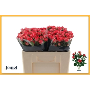 Rosa spray fireworks