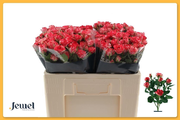 <h4>Rosa spray fireworks</h4>