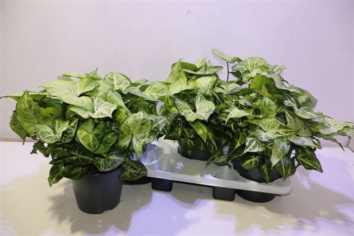 <h4>arr8 Syng Arrow</h4>