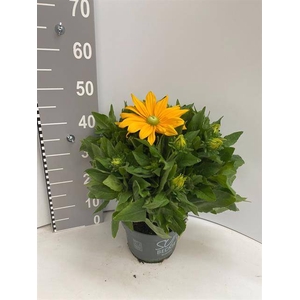 RUDB SUNBECK YELLOW P21