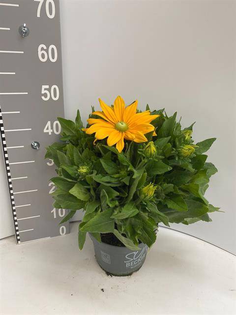 <h4>RUDB SUNBECK YELLOW P21</h4>