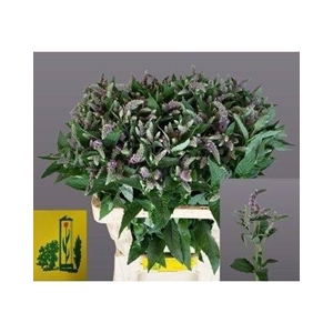 MENTHA SILVER QUEEN