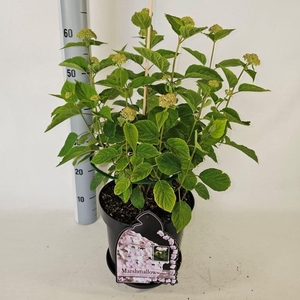 HYDR ARBORESCENS