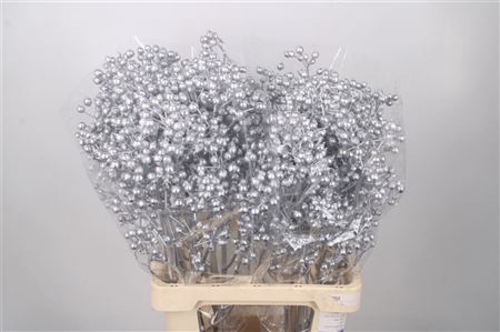 <h4>Rosa Klb Silver</h4>