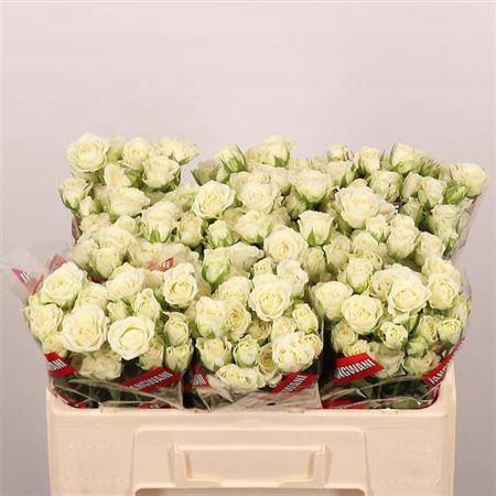 <h4>R Tr Snowflake</h4>