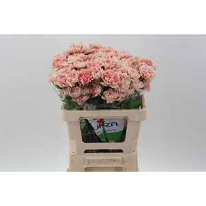 Di St Happy Hoshi 50cm