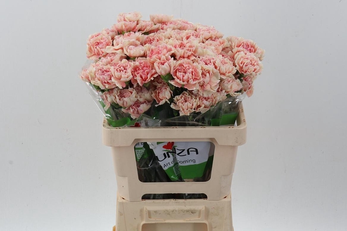 <h4>Di St Happy Hoshi 50cm</h4>