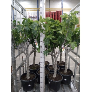 Ficus carica