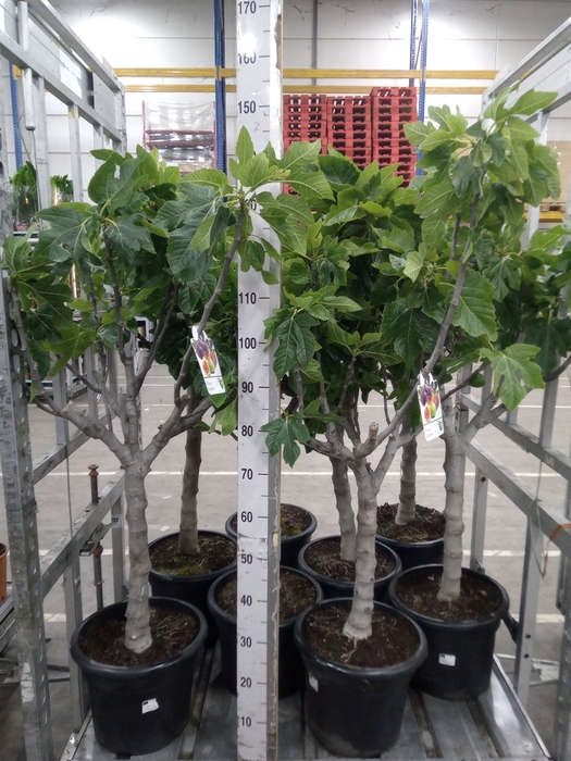 <h4>Ficus carica</h4>