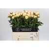 Paeonia In Full Sail