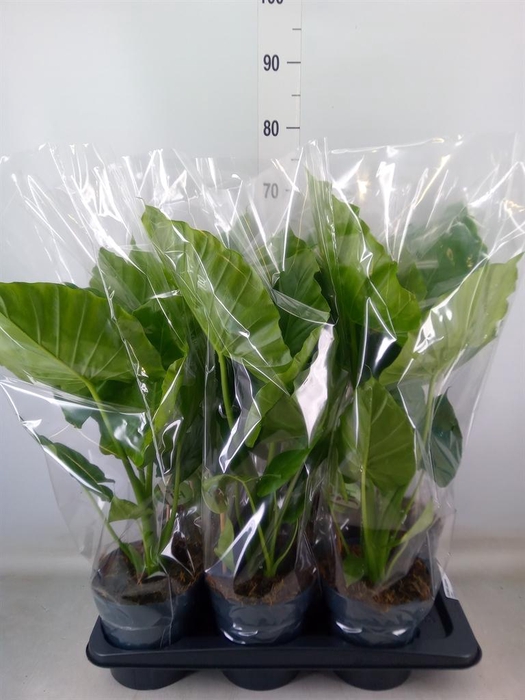 <h4>Alocasia gageana</h4>