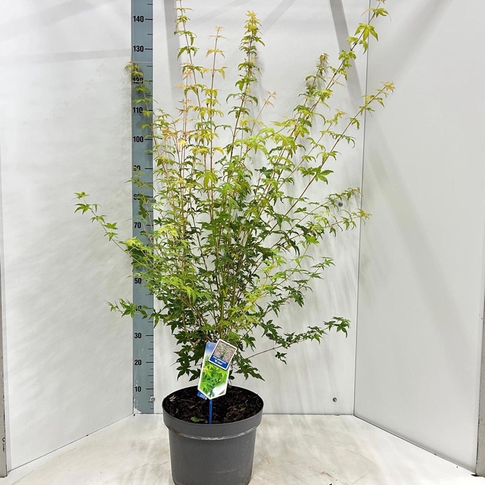 <h4>Acer palmatum</h4>