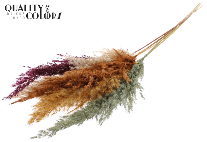 Pampas Grass 100cm 5st/bunch Pumpkin Spice Mix