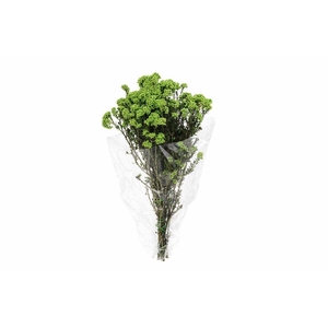 Dried Ozothamnus L Green Bunch Slv